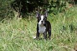 BOSTON TERRIER 098